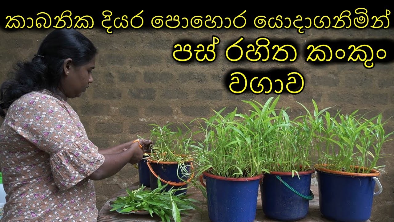 කං කුං වගාව පස් රහිතව කාබනික දියර පොහොර යොදාගනිමින් How to grow water spinach with organic liquid