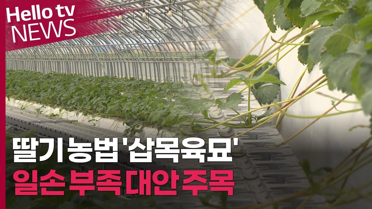 딸기 농법 '삽목육묘', 농촌 노동력 부족 대안 주목
