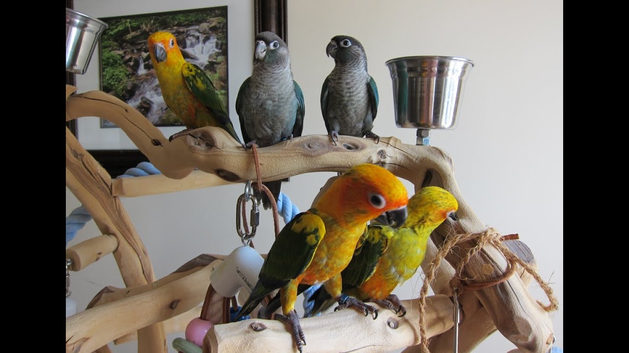 Sunday Conure and Turquoise Green Cheek Conure Play Time