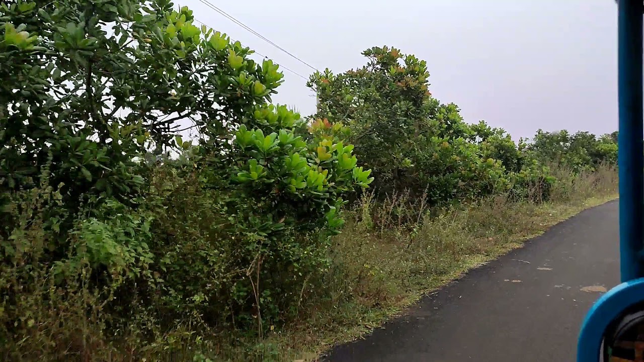 way to Gangani- Cashew Garden