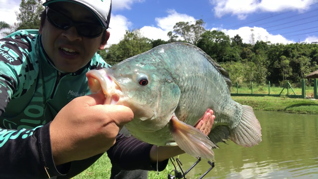 Pescaria de tilápias na ultralight no Pesqueiro Ueda