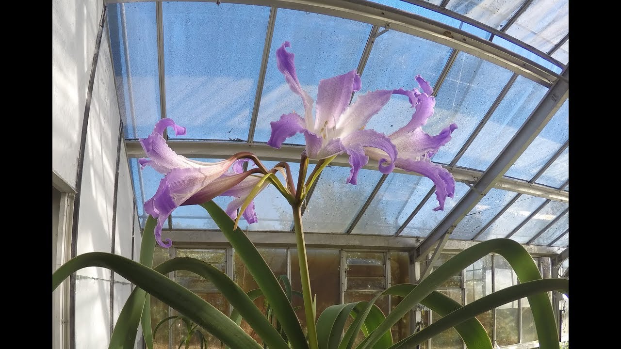 Worsleya procera 