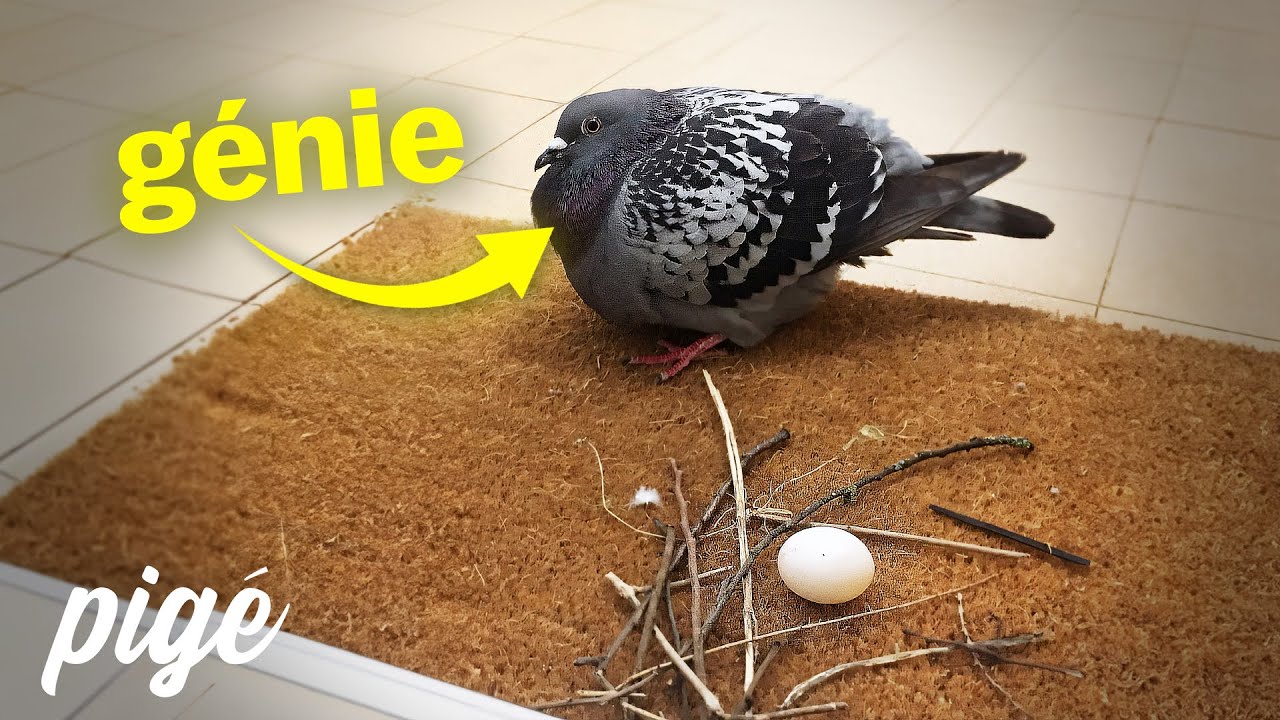 POURQUOI ON DÉTESTE LES PIGEONS