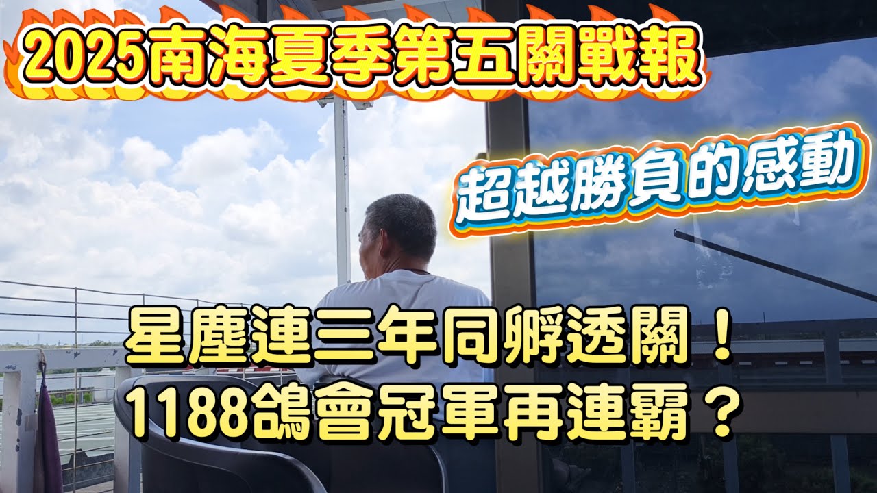 星塵連三年同孵透關！1188鴿會冠軍再連霸？！2025南海夏季賽鴿第五關戰報～超越勝負的感動 #種鴿 #養鴿 #海翔 #pigeon #鴿子 #粉鳥 #銘鴿 #鴿會 #琟承鴿舍 #星塵鴿舍 #強豪