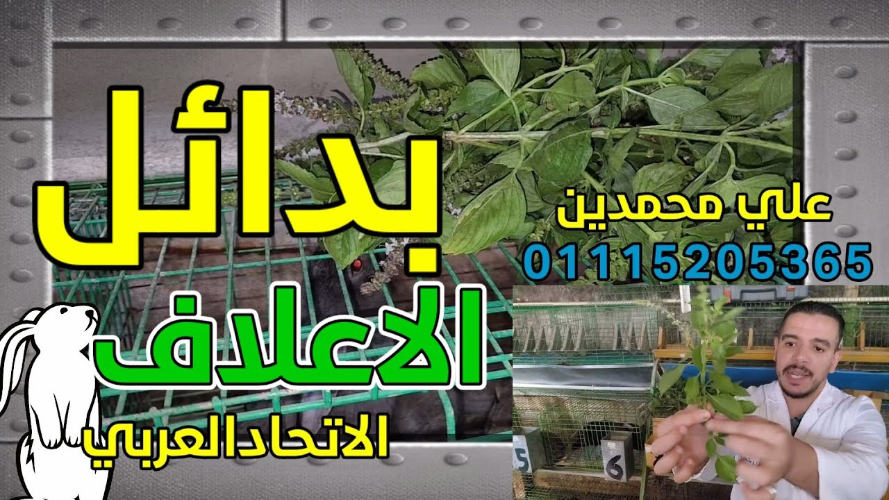 بدائل الاعلاف والاعتماد عليها للارانب