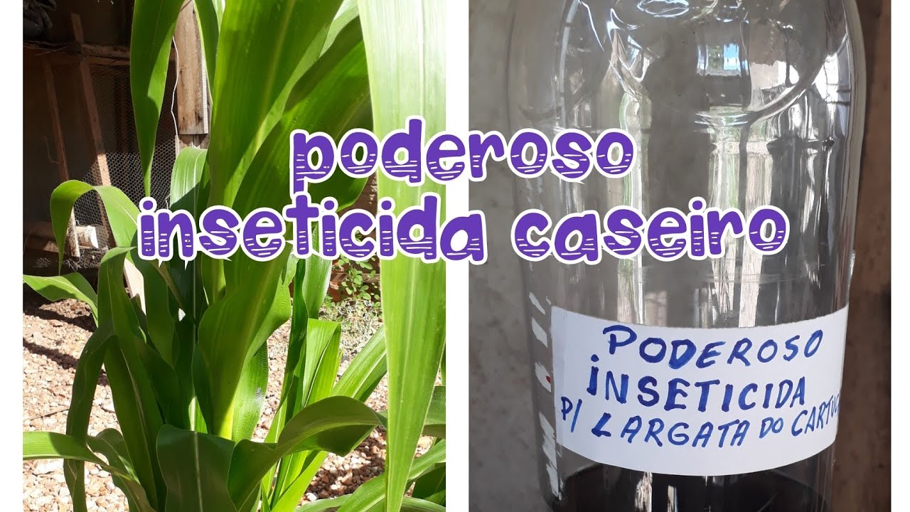 Combatendo a lagarta do cartucho  no milharal c/ inseticida caseiro
