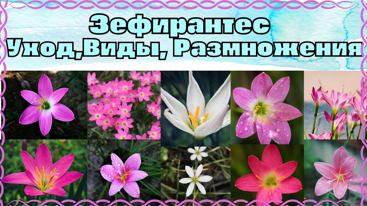 ЗЕФИРАНТЕС КАКИЕ БЫВАЮТ СОРТА,УХОД Размножение