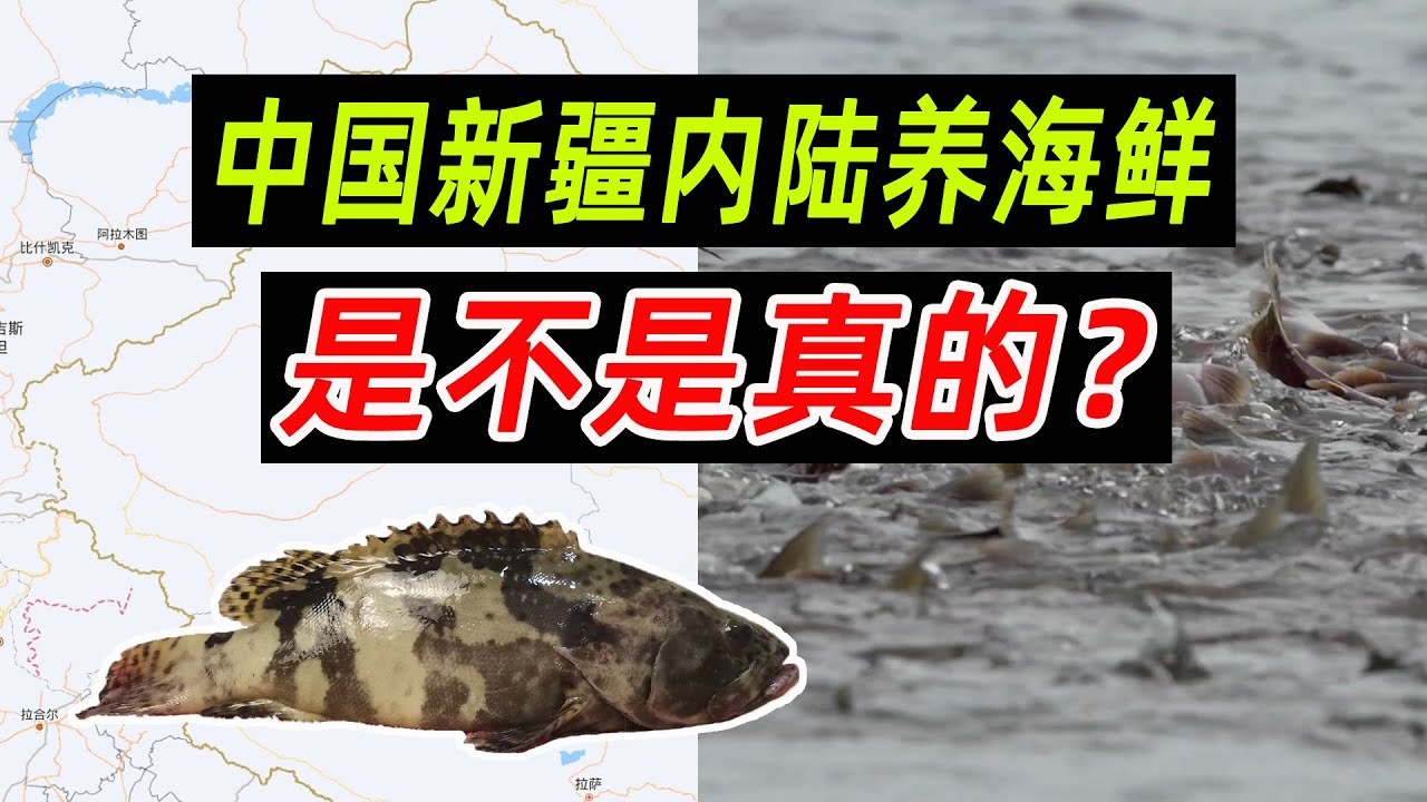 中国新疆内陆养海鲜，是不是真的？
