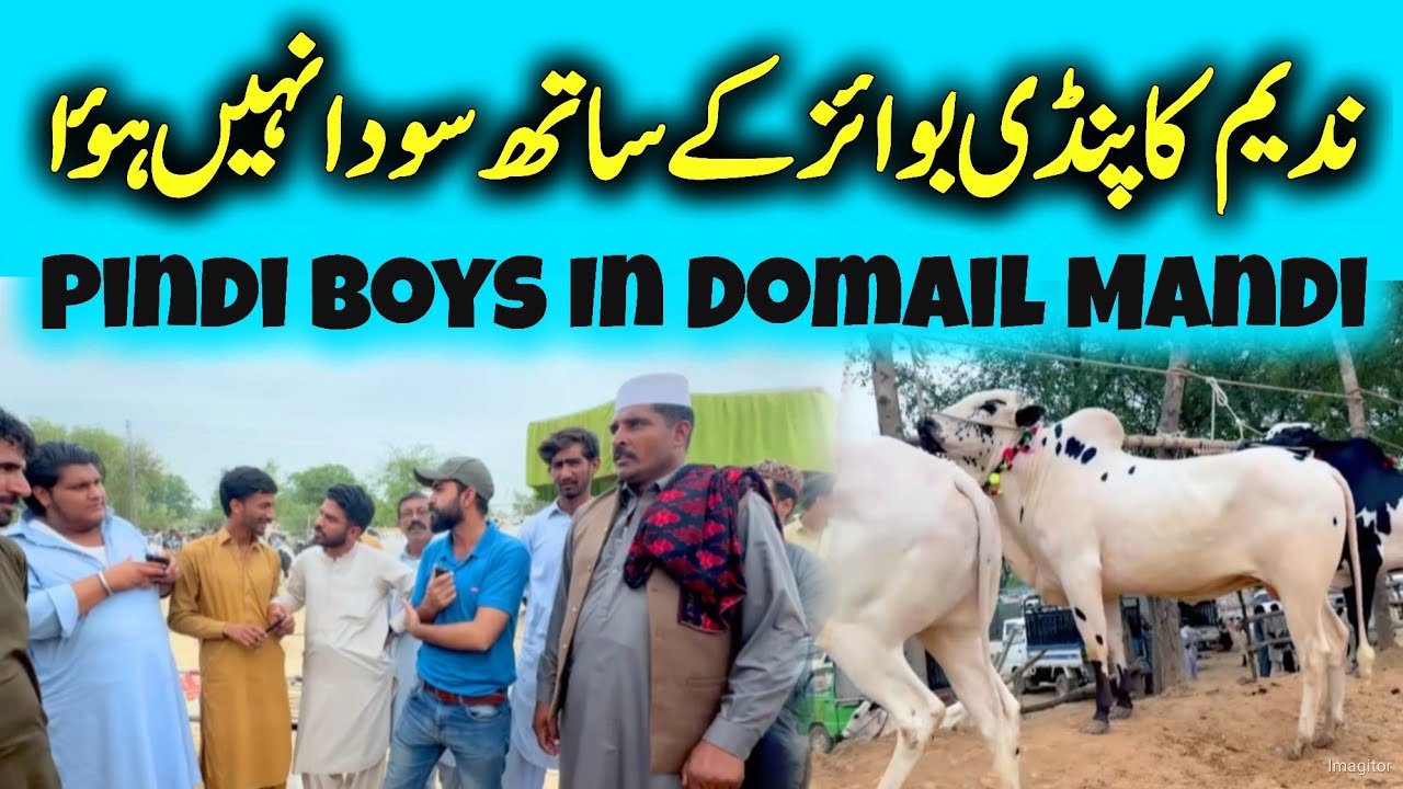 Today Domail Mandi 2024 - Dangerous fateh jangi bull's - Bakra Mandi 2024 - Qurbani 2024 - Part 3