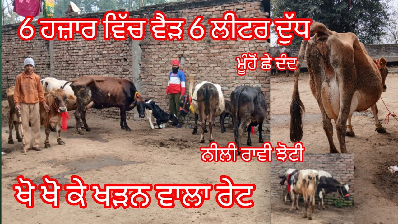 19 February 2026 ਤਾਜ਼ੀਆਂ ਸੂਈਆਂ ਵੈੜਾ ਜਾਇਜ਼ ਮੁੱਲ ਨੀਲੀ ਰਾਵੀ ਝੋਟੀ ਤਾਜੀ ਸੂਈ /buffalo and cow for sale 
