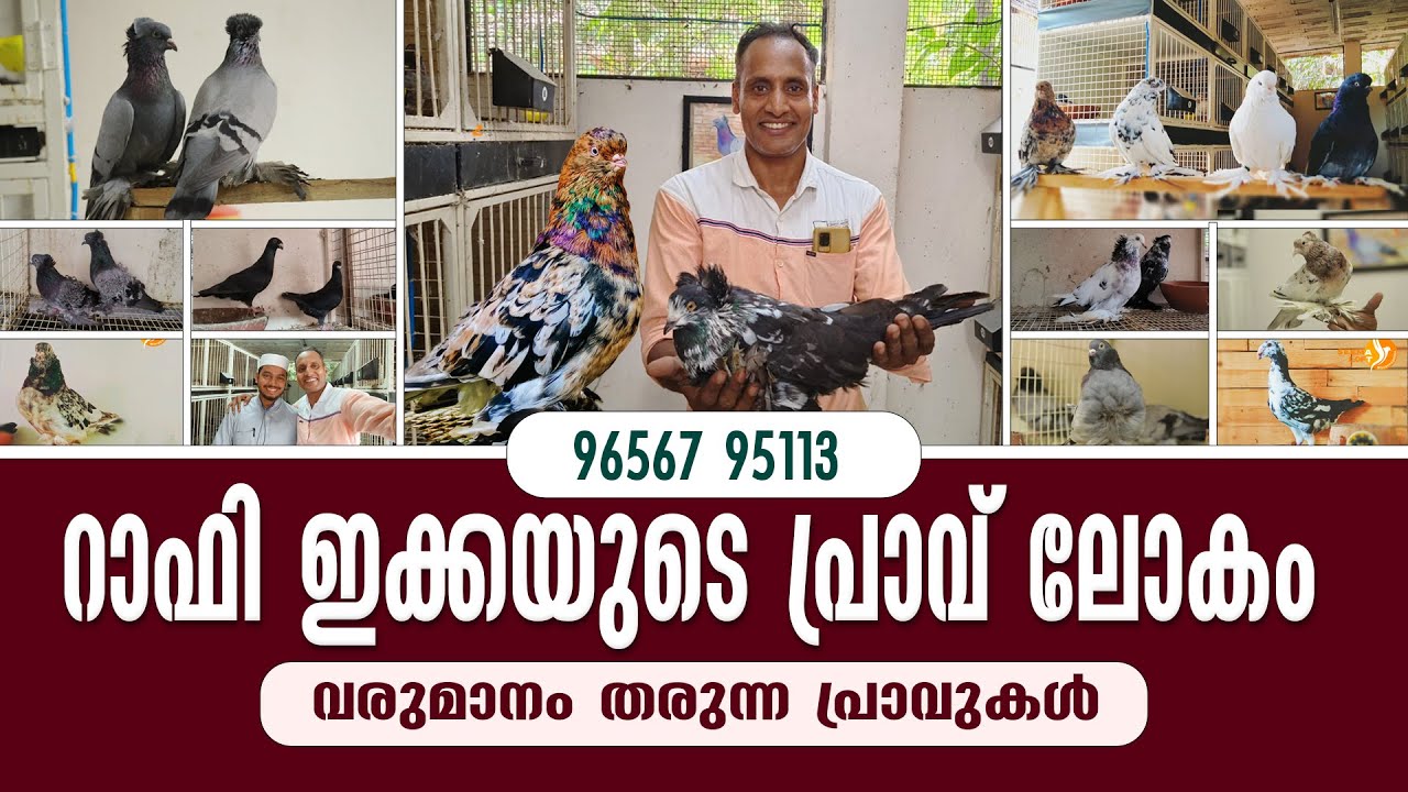 എല്ലാ പ്രാവുകളും നിങ്ങൾക്കുള്ളതാണ് || Hakkim Pets World