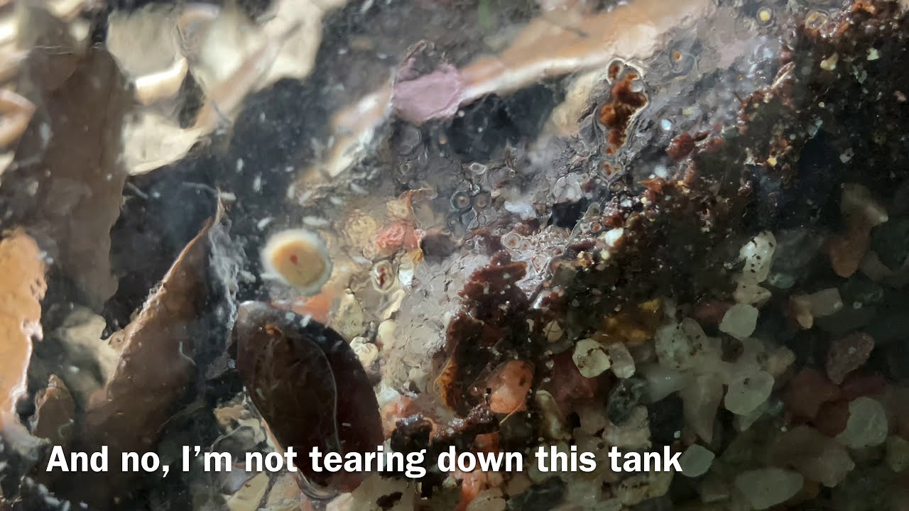 Update on the Yellow Back Vampire Crabs in the 40 gallon Breeder (40B) - New Crabs Next Week!