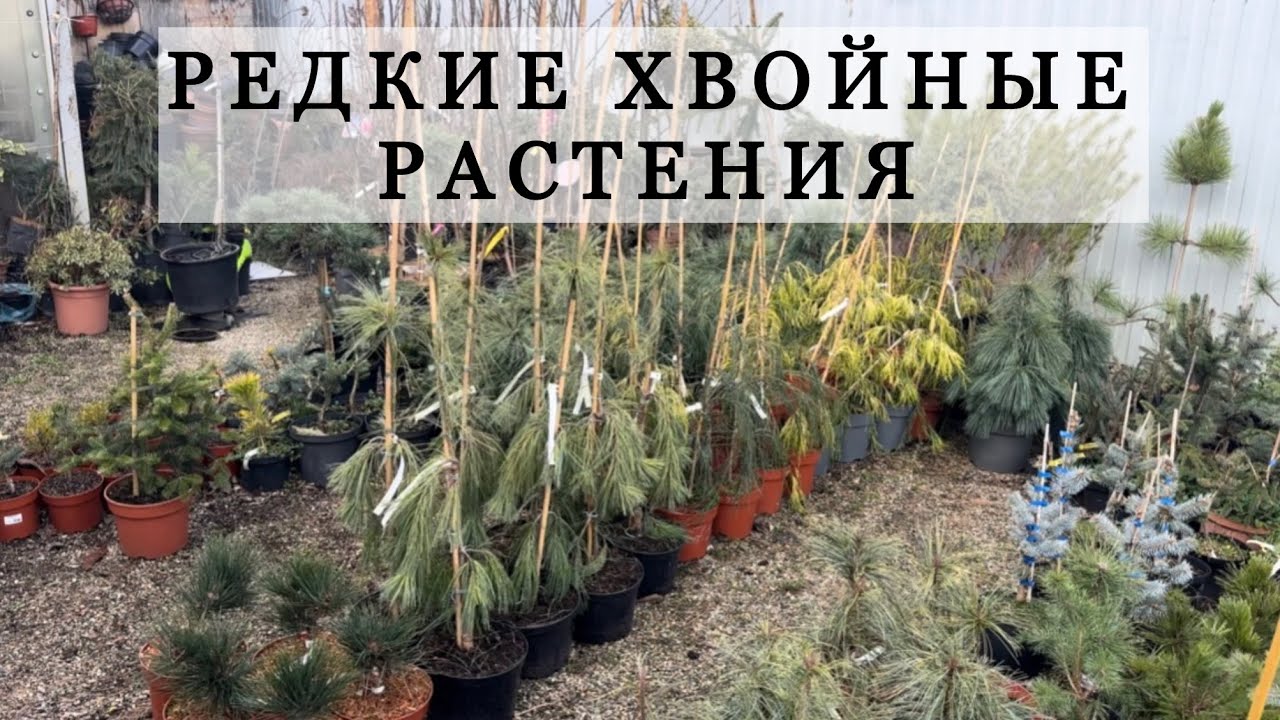 Редкие хвойные растения. 