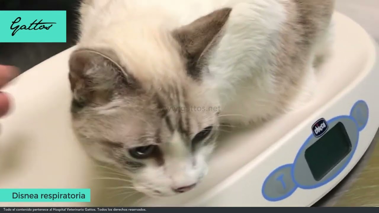 Gato con disnea respiratoria: Diagnóstico y abordaje veterinario | Hospital Gattos