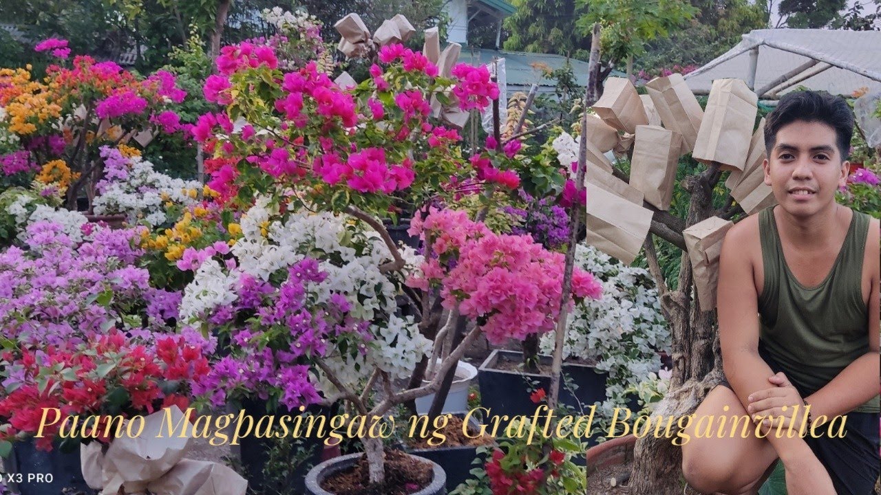 Paano Magpasingaw ng Grafted Bougainvillea