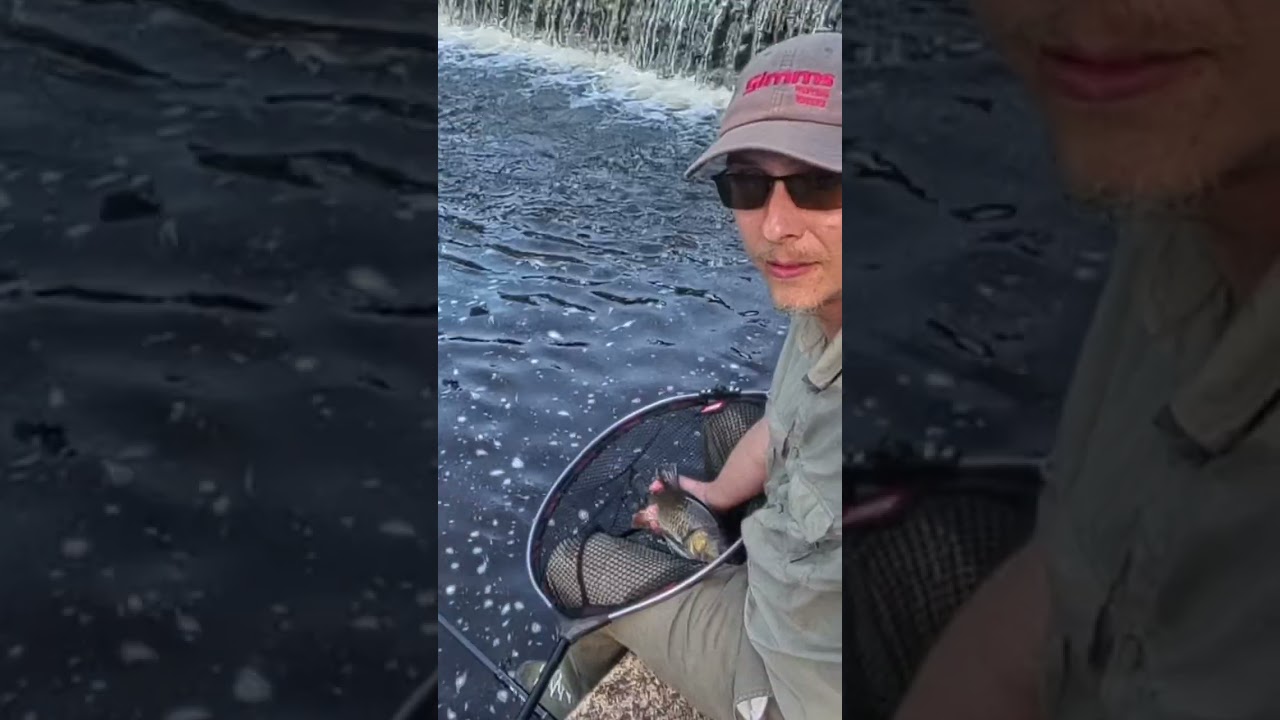 🍒🍒 #fishing #czechrepublic #nature #chub #chubfishing #cherry #catchandrelease #rybareni #tloust