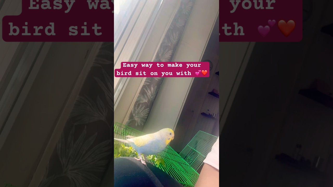 Tips for new bird owners☺️