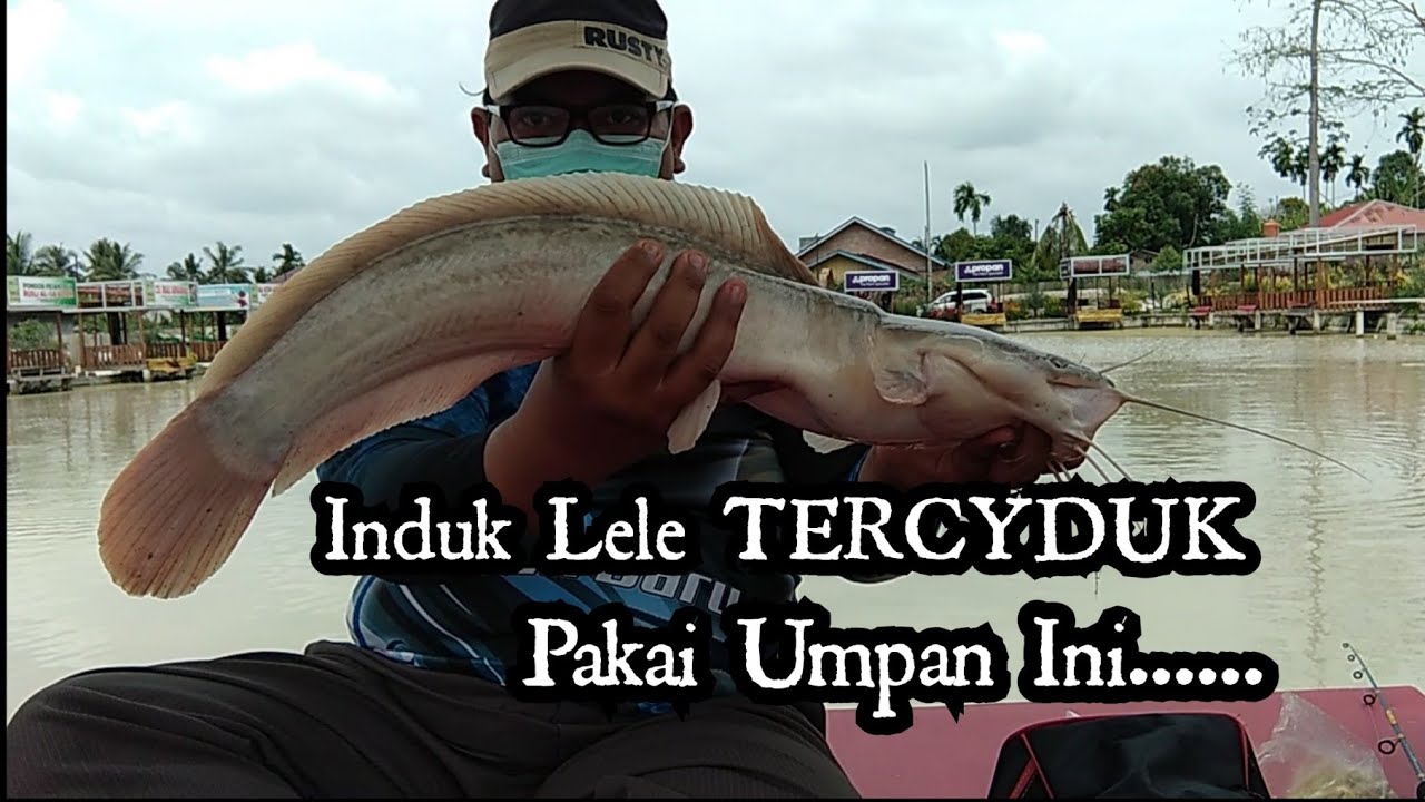 UMPAN LELE BABON SIANG HARI | Memilih Bahan Umpan dan Cara Pasang Umpan Turut Menentukan Strike lele