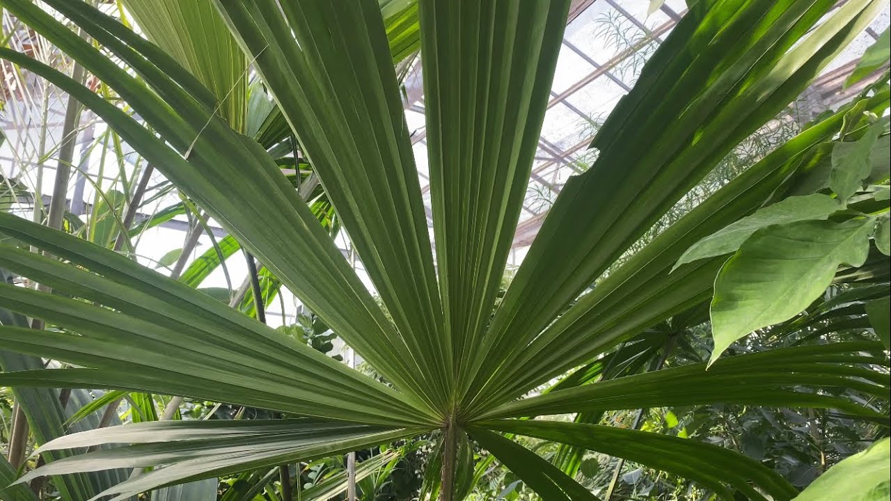 Cennetten bir köşe daha 🌿🌱🌴💐 Ege Üniversitesi Botanik Bahçesi Bölüm 2: Sera.