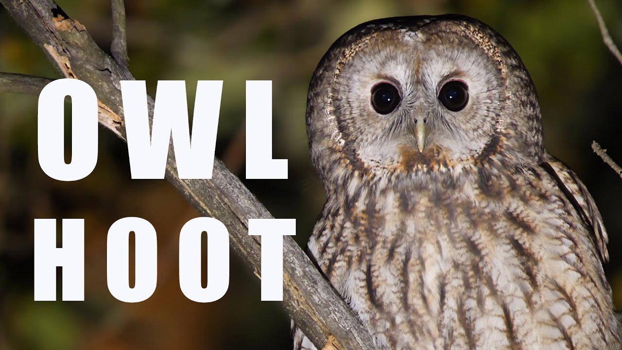 Tawny OWL call at night, bird sounds and noises