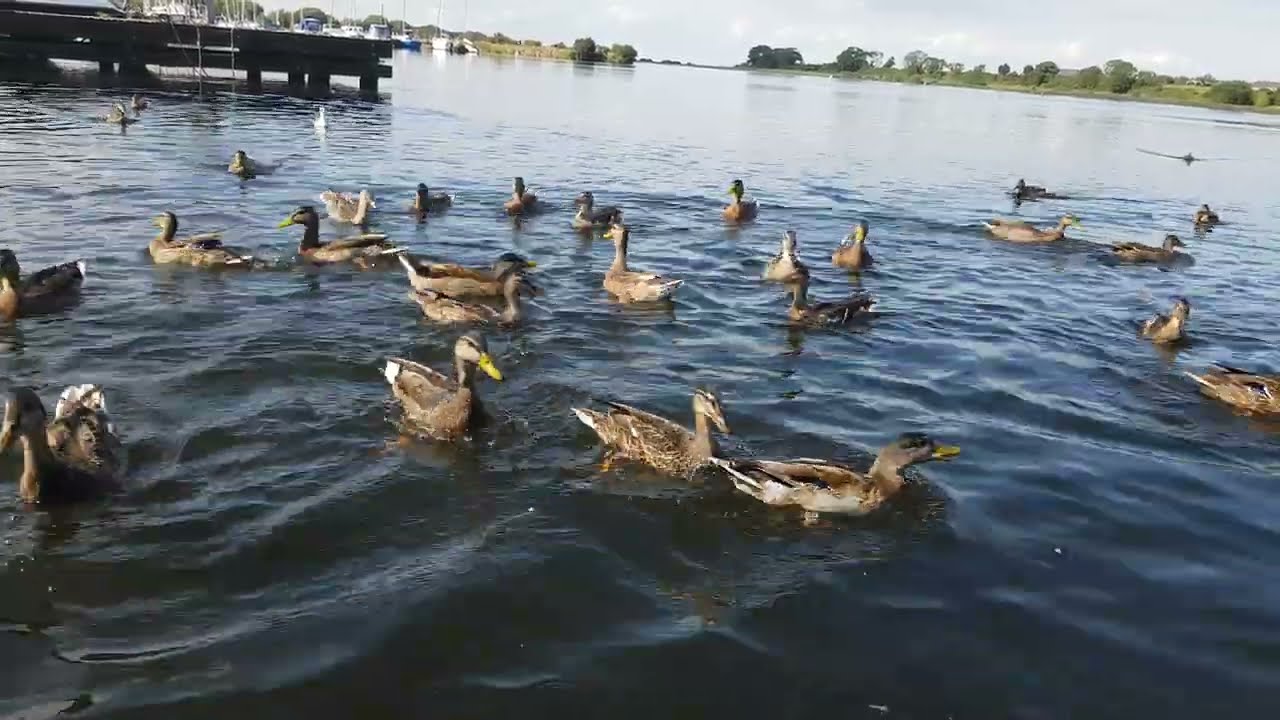 🇮🇪☘SO MANY CHEEKY HUNGRY MALLARD DUCKS🦆KINNEGO MARINA IRELAND🇮🇪Subscribe🙏🏻LIKE🙏🏻#birdsounds💓#cute💓