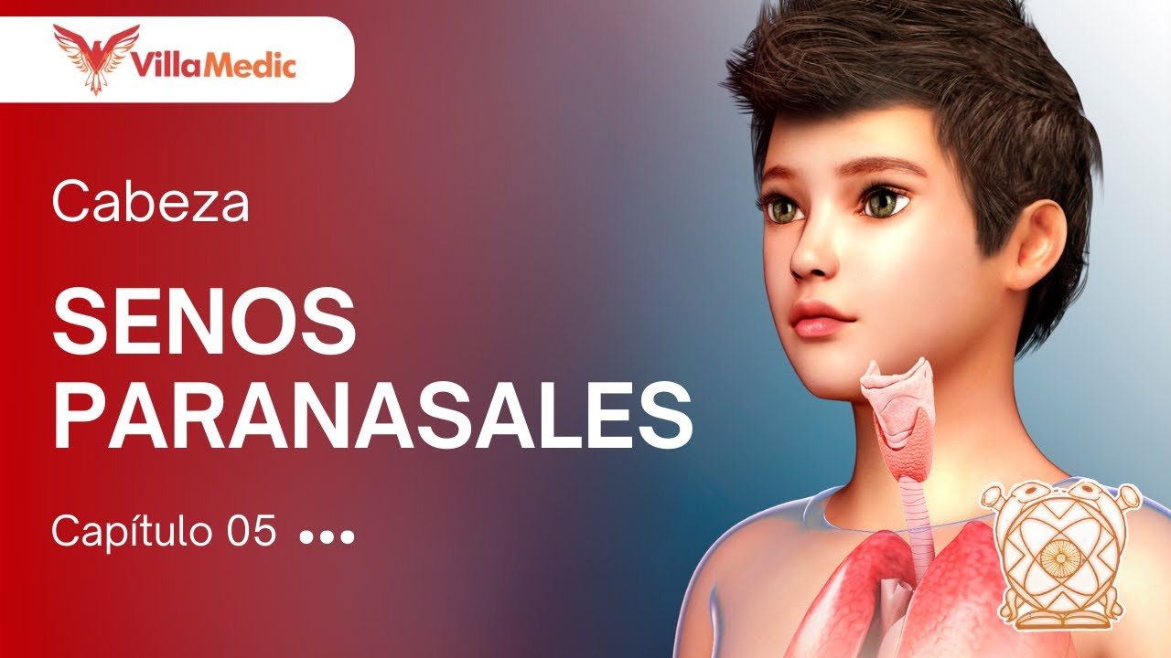 CC.BB. ANATO | Cabeza: Senos paranasales - VillaMedic