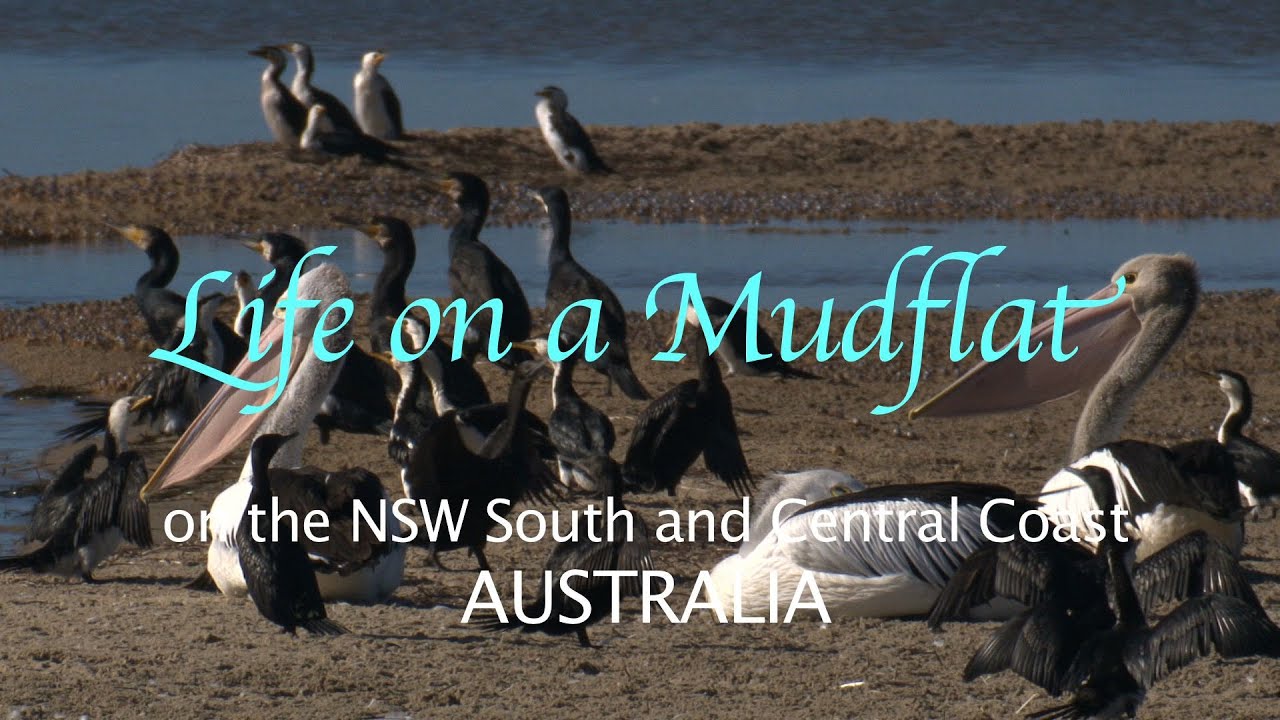 LIFE ON A MUDFLAT