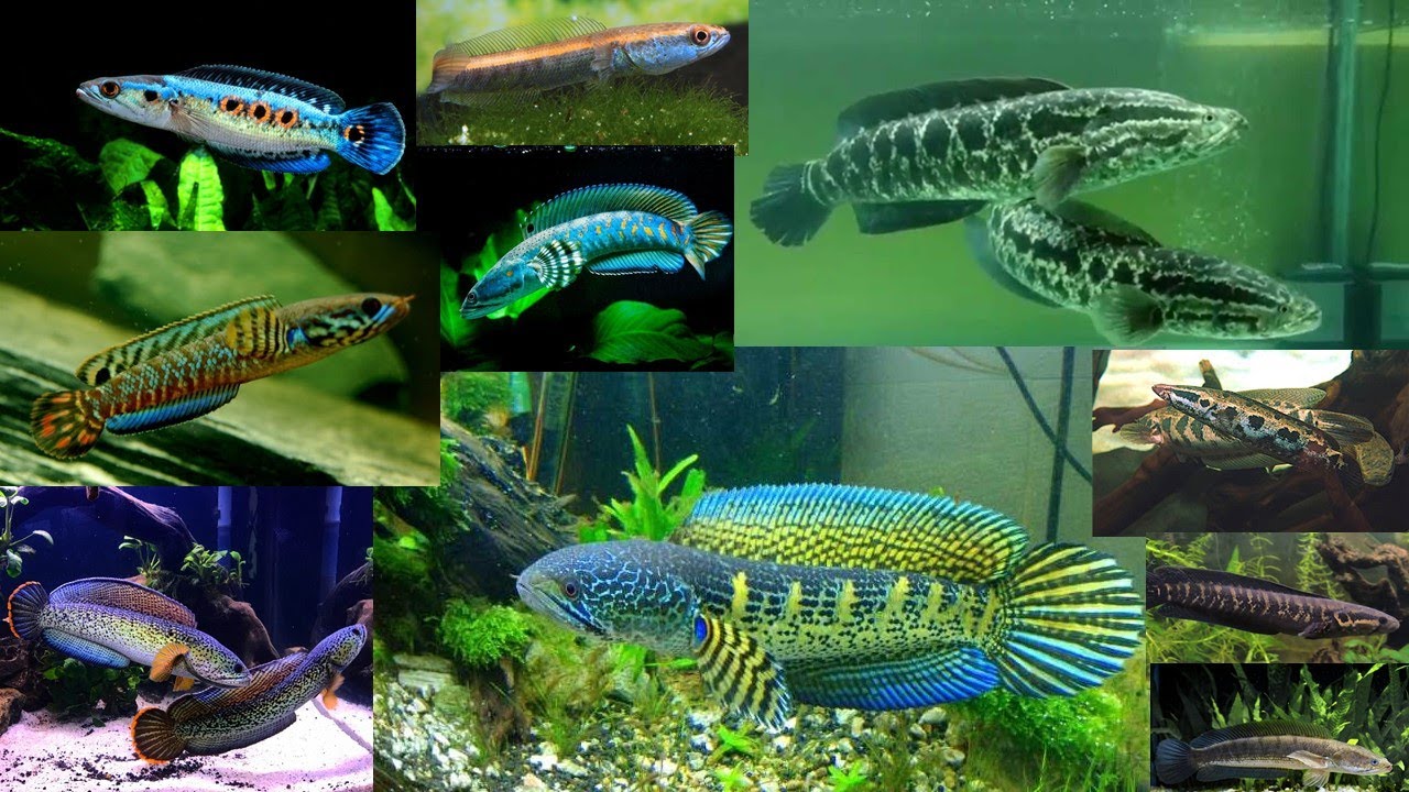 O Snakehead ou Peixe Cabeça de Cobra, demônio ou vítima?