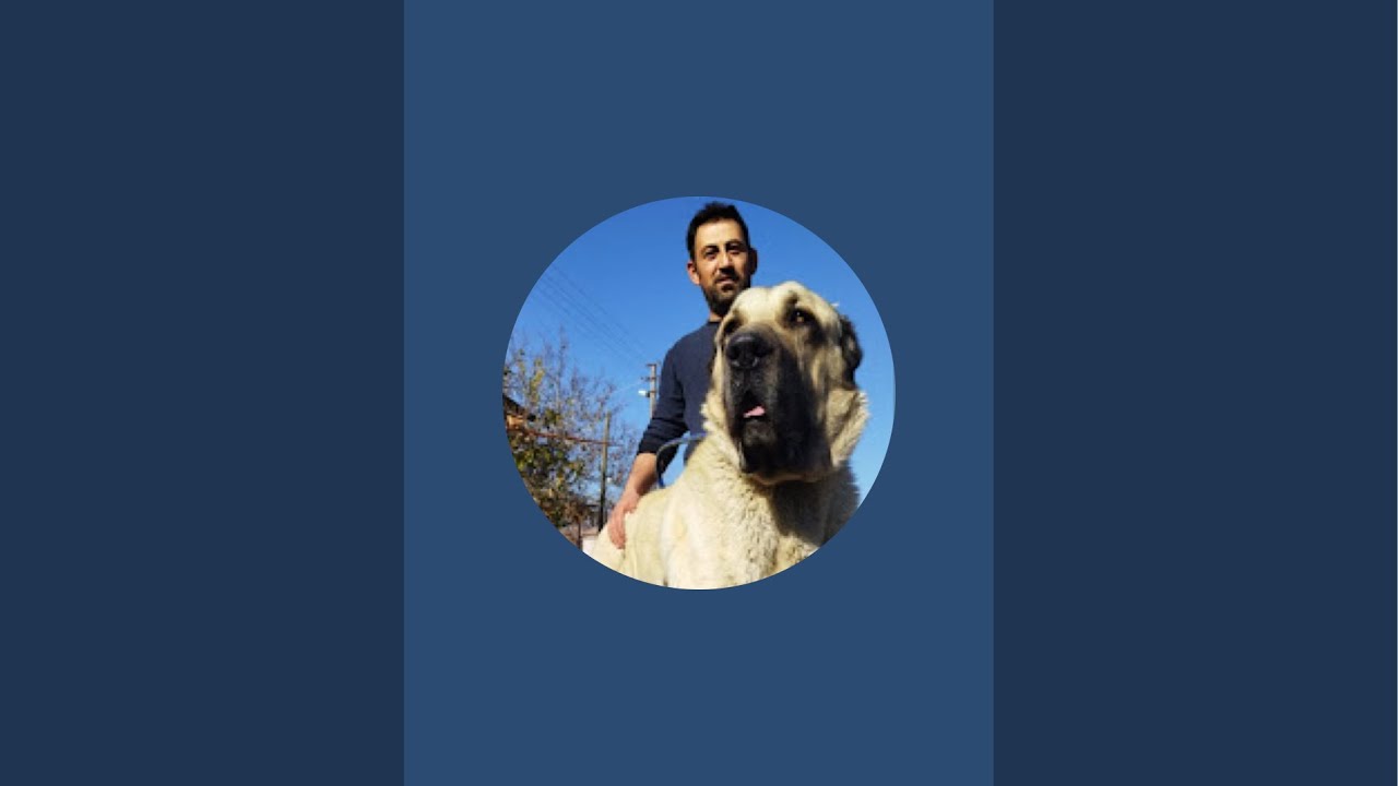 Türk aslanları kanalı canlı yayında