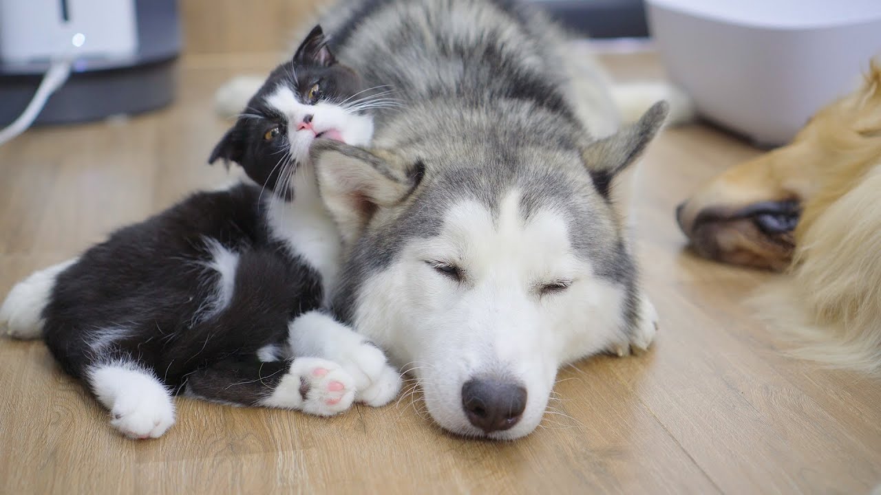 Kitten Clings to His Husky Dad After a Night Apart!
