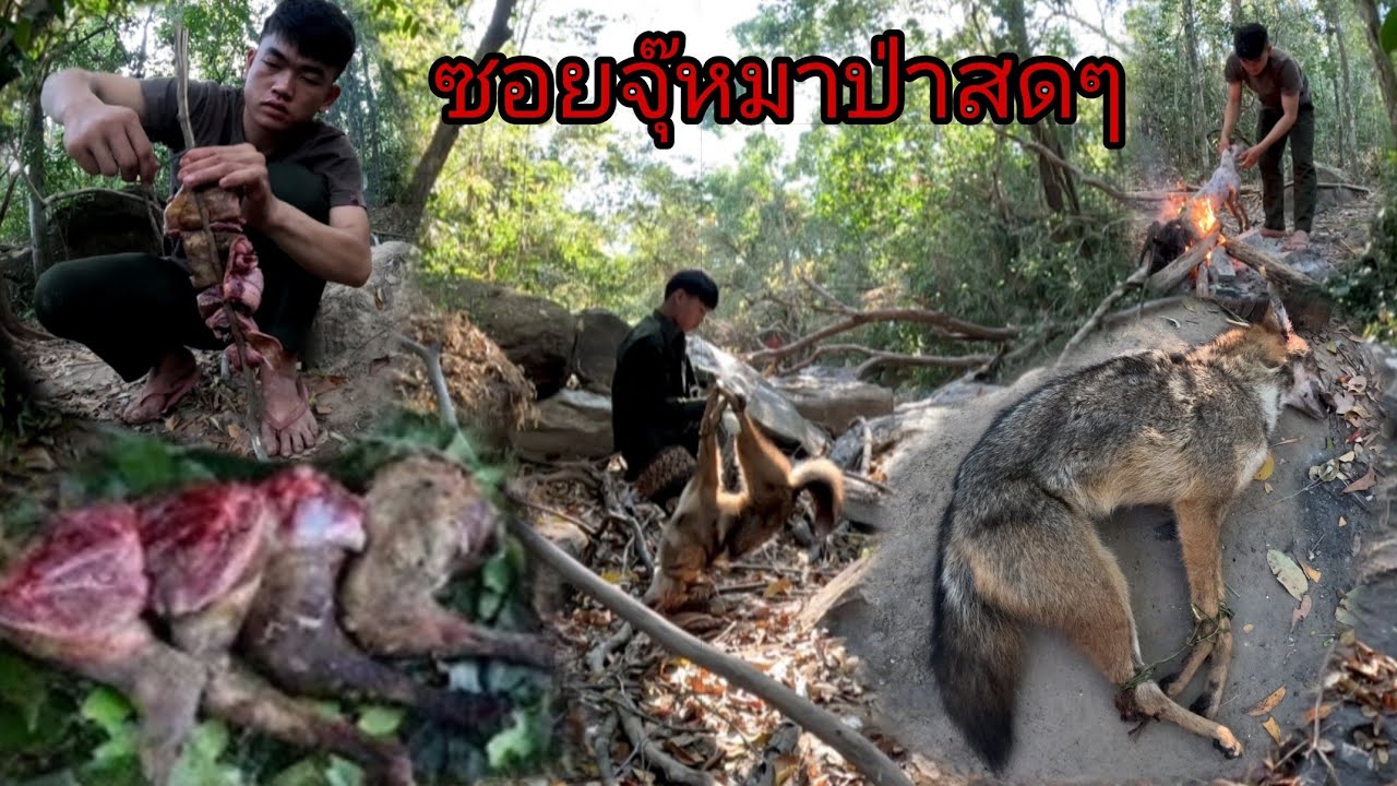 ซอยจุ๊จิ้งจอกหมาป่าสดๆลาบปากพานสินแล้วงานนี้ปลา/ຊອຍຈຸ້ຫມາປ່າກັບພານສິນ
