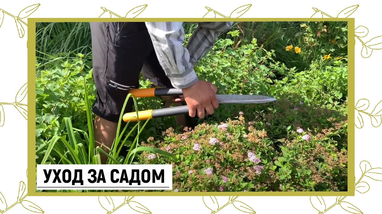 Уход за садом|Татьяна Смирнова|Питомник Лесково