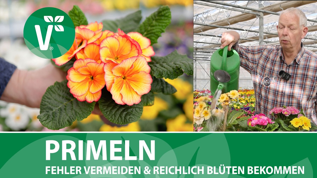 Primeln richtig pflegen  - So gelingt eine &uuml;ppige Bl&uuml;tenpracht & diese Fehler solltest Du vermeiden