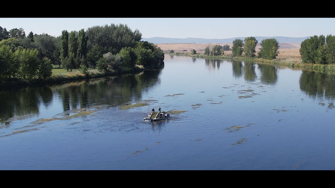 Saving Our River: Restoring the Lower Yakima River Through Water Stargrass Management
