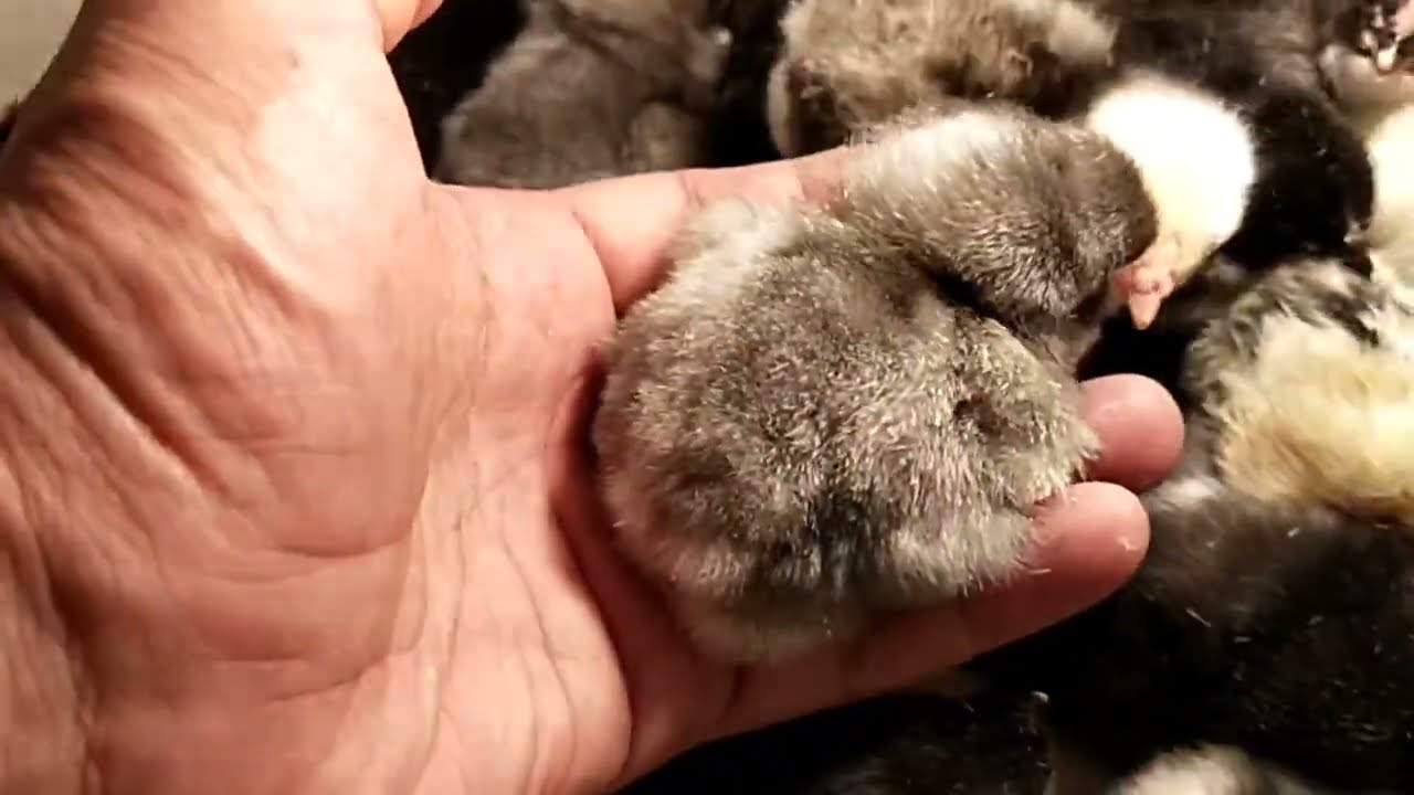 Жөжө бакча🐣🐥 ачылды 😂 Австралорп кара, көк, Пушкинский жөжөлөрү.