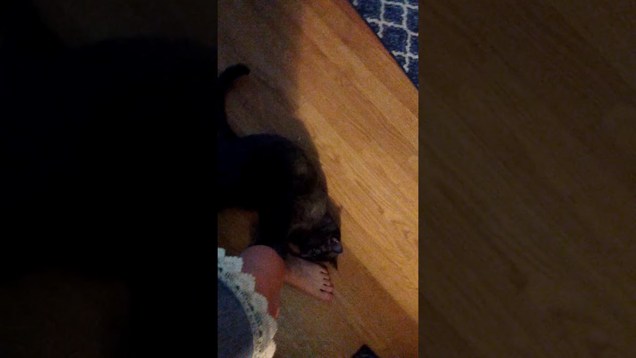 Cat with foot feddish 😻😹