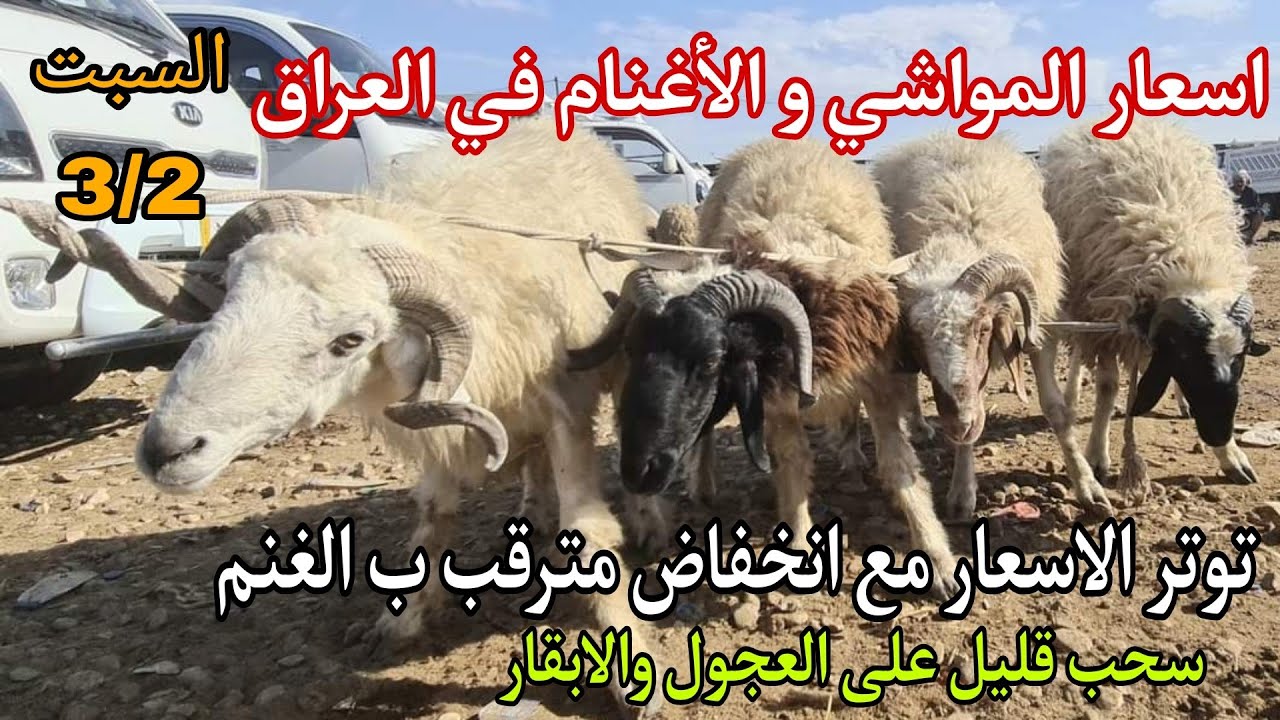 #اسعار_المواشي_والاغنام_في_العراق سوق مواشي بغداد في التاجي يوم السبت 3/1 توتر اسعار مع انخفاض مترقب