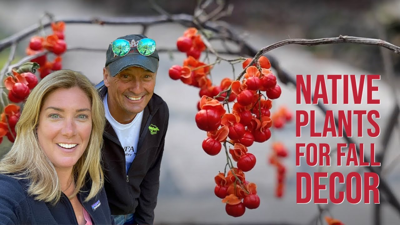 Sunflower Steve returns! 🌻 Native plants for fall decor