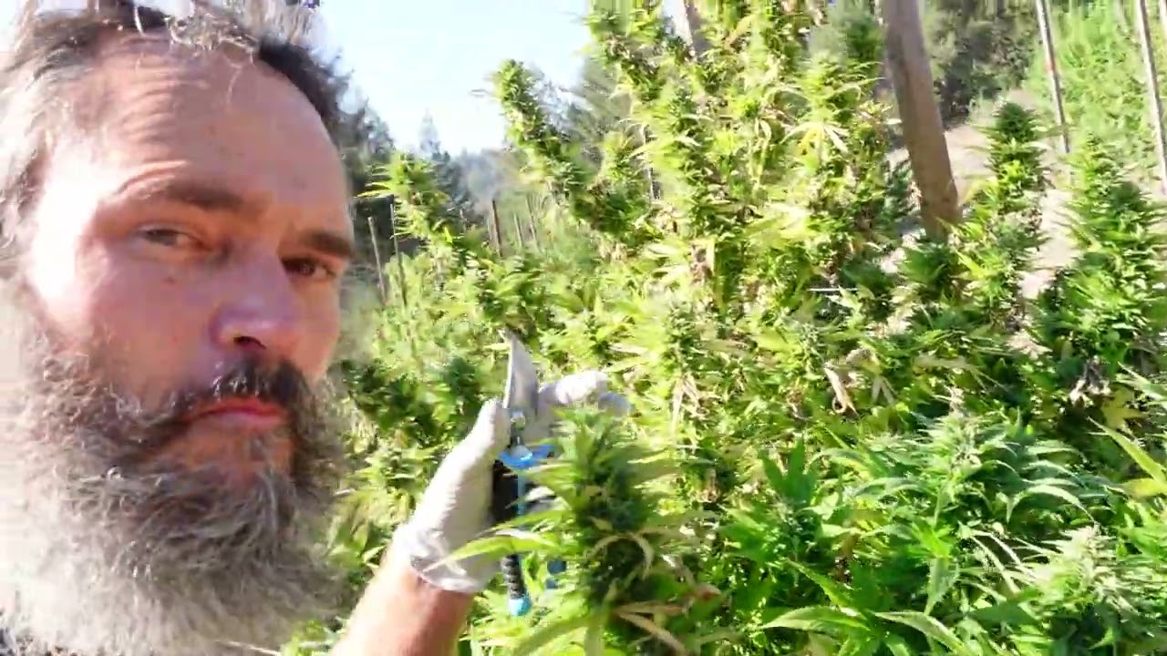 KANDAHAR - Afghan Landrace - Field Notes: 10/21/22