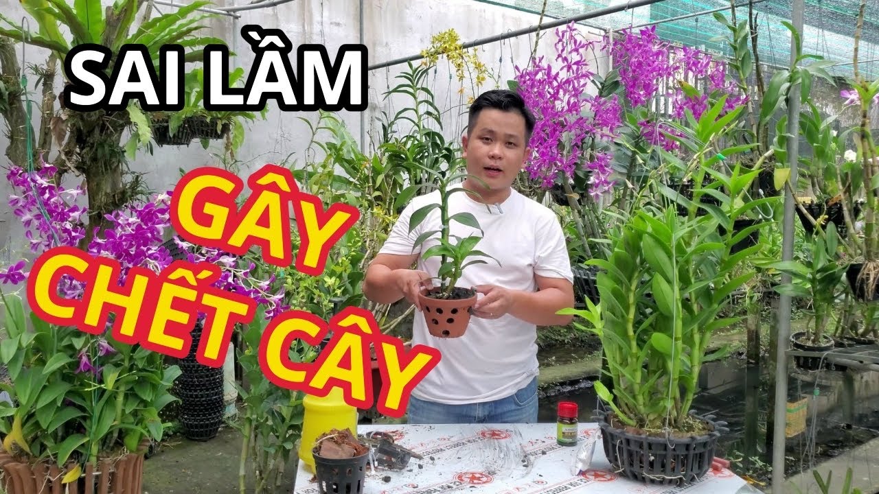 DENDRO MUA VỀ, TRỒNG NGAY TẠI SAO CHẾT?!