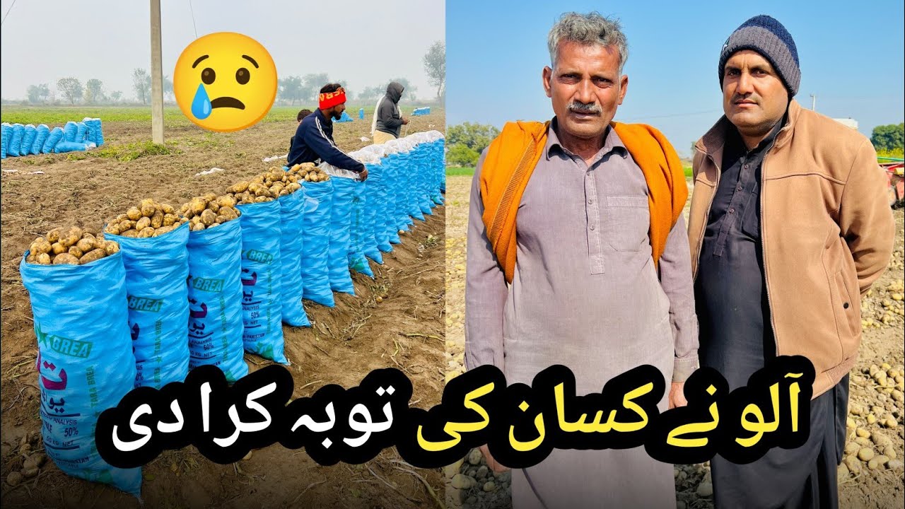 Zindgi M Pehli Bar Aloo Lagaye | Na Koi Khreed Dar Aya , Na Rate Mila Kisan ne Toba Kr li 😥