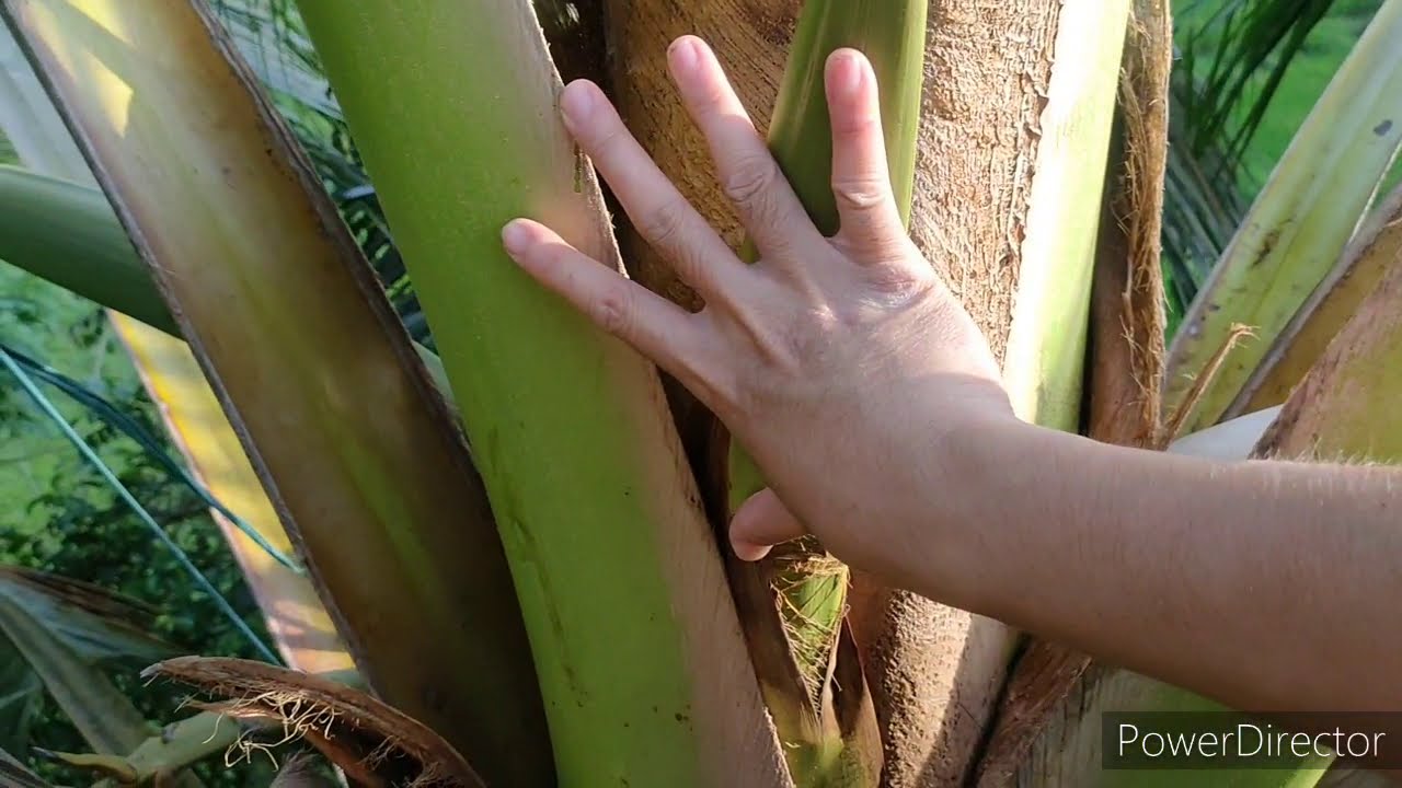Paano ba payukuin ang puso ng niyog? | Paano magsimula sa "Pagpananggot" o "Pagtutuba"?