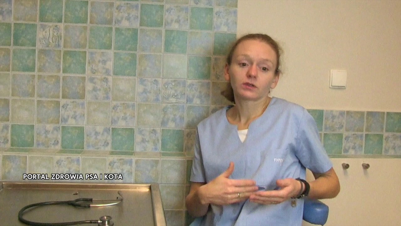 Dysplazja staw&oacute;w u ps&oacute;w i kot&oacute;w