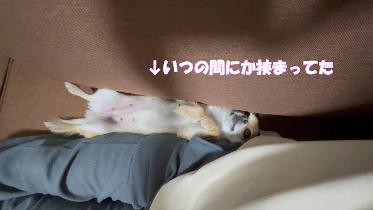 隙間に挟まったチワワと遊んでみるｗ