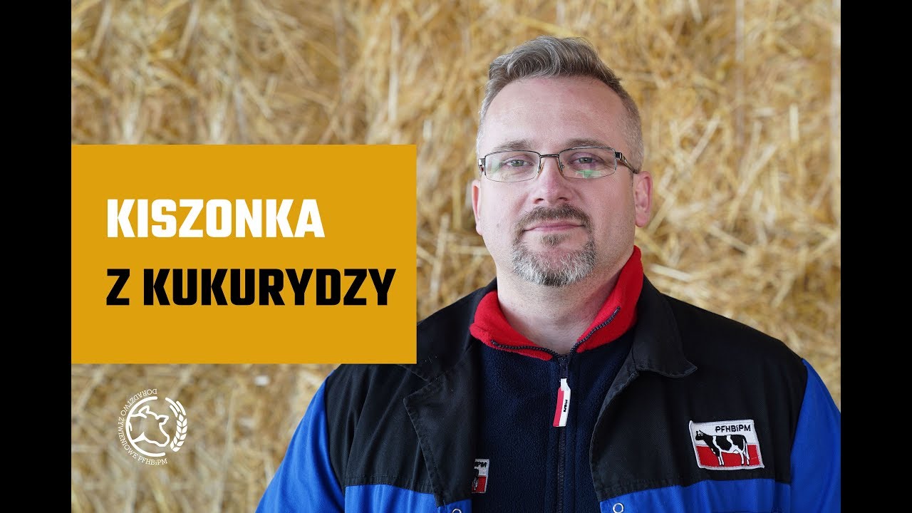 Kiszonka z kukurydzy - Doradcy żywieniowi PFHBiPM