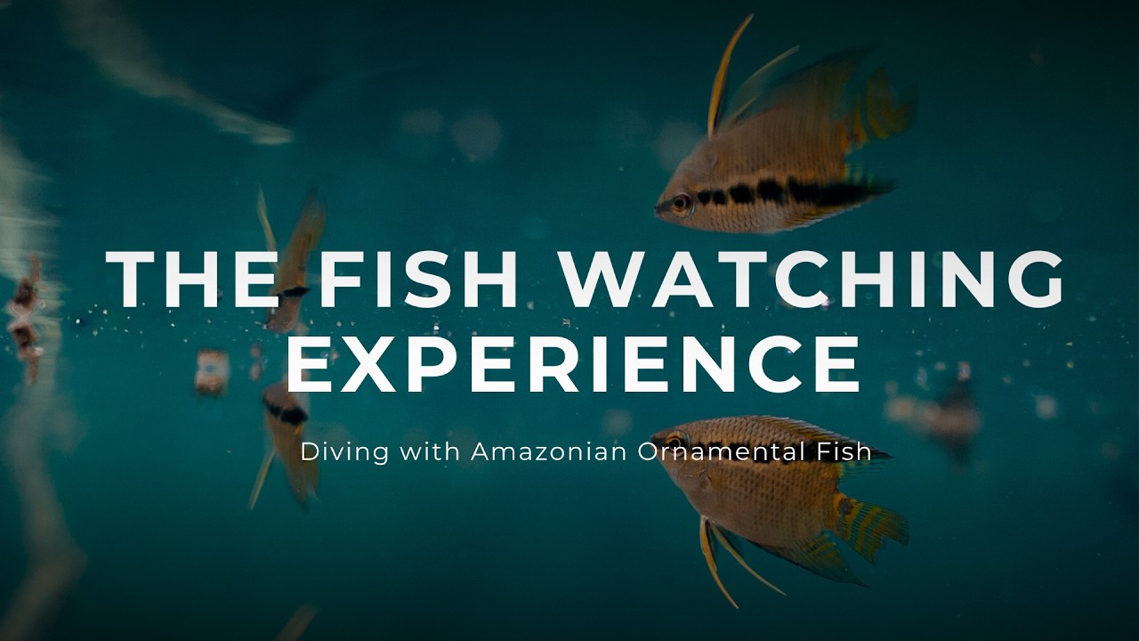 Fish Watching Experience – Rio Jauaperi Expedition | Amazon