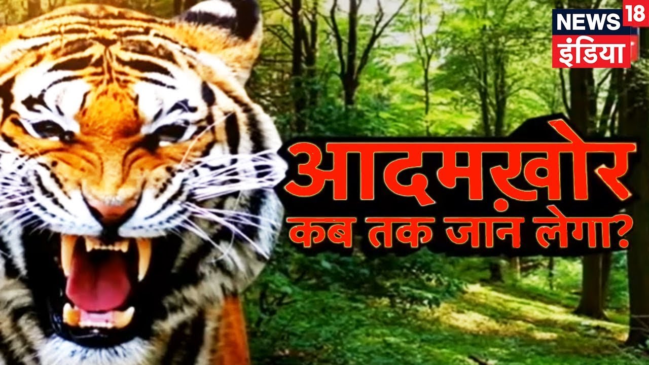 Top18 बड़ी ख़बर - पीलीभीत टाइगर रिज़र्व में Operation Adamkhor - News18 India