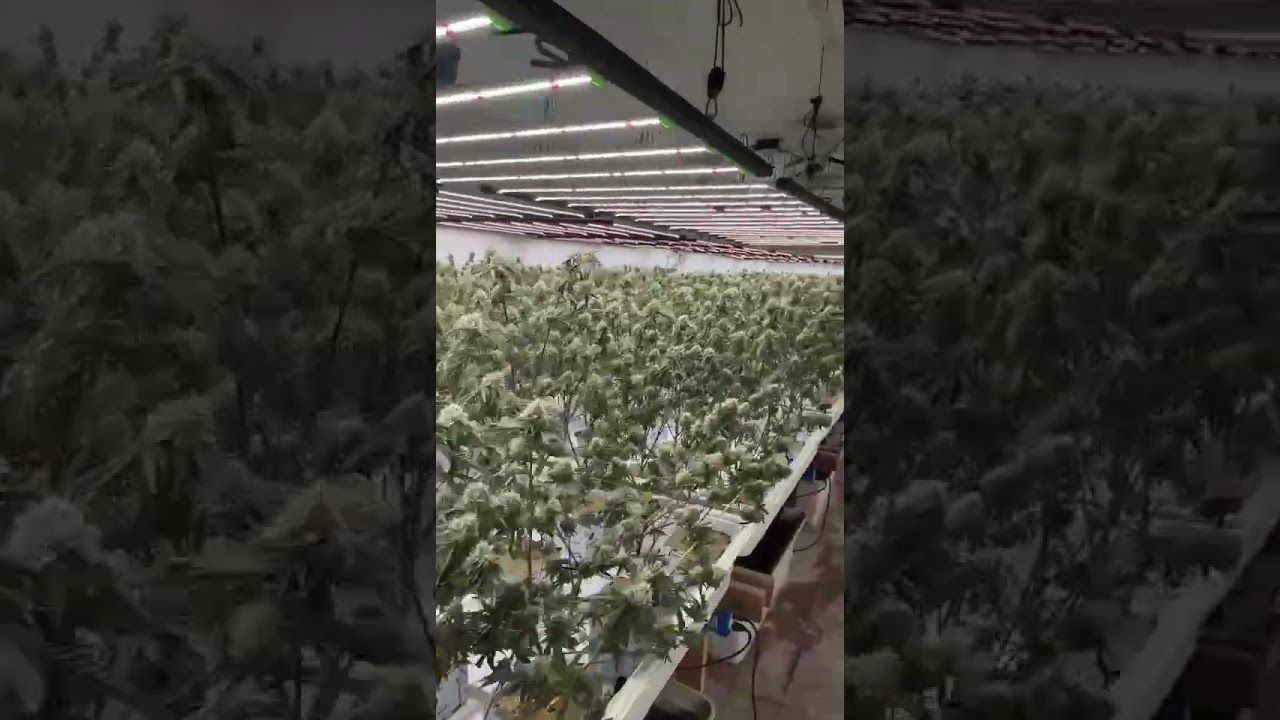 Hydroponics for Cannabis Cultivation| Lit by Flexstar PRO 720W LED Grow Lights