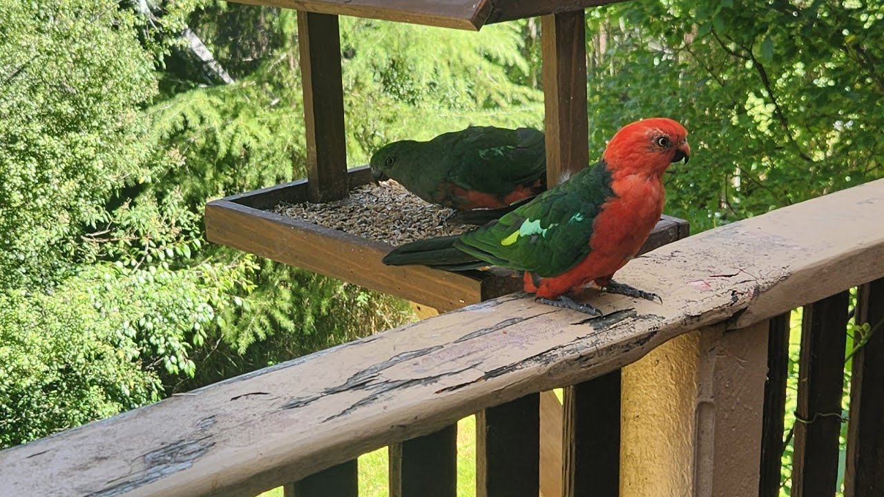 how to make a bird feeder out of pallet timber.