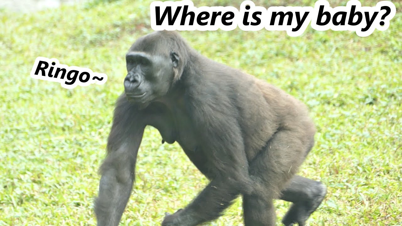 Gorilla mom Iriki was anxious to look for her baby Ringo. / 金剛猩猩媽媽Iriki焦急地尋找她的寶寶Ringo